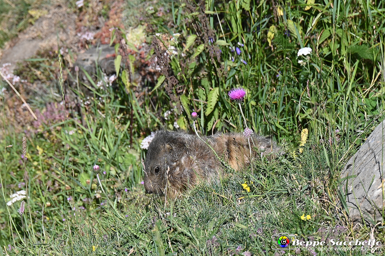 VBS_1 -  Plateau du Mont-Cenise, Grand Croix, Marmotte_-_0044 mt.jpg